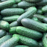 Hectarul - Seminte de castraveti NADUSHA F1, 250 seminte, SEMINIS